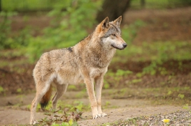 berlin1605linat-wotan-42