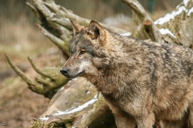 Tierpark Gotha