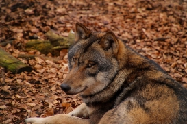 Tierpark Kunsterspring