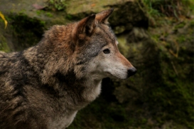 Neumuenster1411LinaT_Akita-03