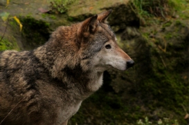 Neumuenster1411LinaT_Akita-04