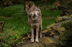 Neumuenster1411LinaT_Akita-10