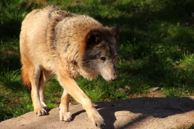 Tierpark Neumünster