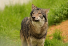 Wildpark Eekholt