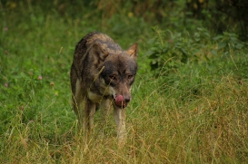 Eekholt1407LinaT_Alex-10
