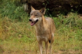 Eekholt1407LinaT_Janosch-07