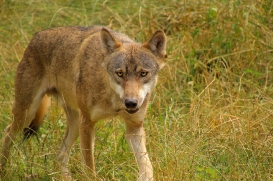 Eekholt1407LinaT_Janosch-09