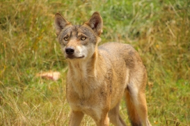 Eekholt1407LinaT_Janosch-12