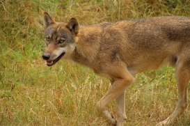Eekholt1407LinaT_Janosch-15