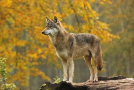 Eekholt1411Elli_Janosch-02