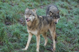 Eekholt1511Elli_Janosch-01