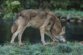 Eekholt1511Elli_Janosch-03
