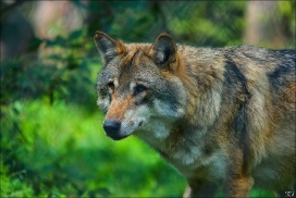 Wildpark Lüneburger Heide