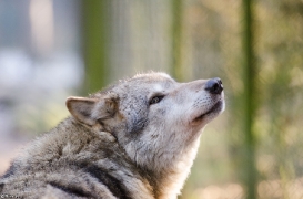 Lueneburg1307BineG_Lobo-06