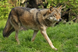 Nordhorn1305Kati_Remus-11