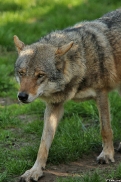 Nordhorn1305Kati_Remus-14