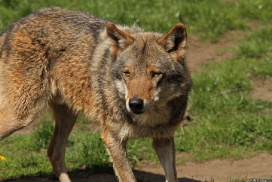 Nordhorn1305Kati_Remus-34