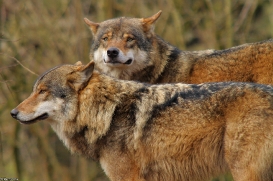 Wildpark Nordhorn