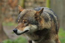 Nordhorn1402Kati_Remus-11