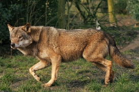 Nordhorn1402Kati_Remus-18