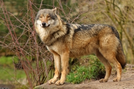 Nordhorn1402Kati_Romulus-26