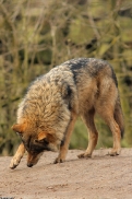 Nordhorn1402Kati_Romulus-35