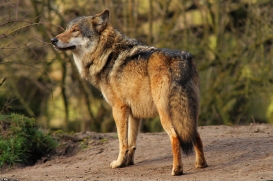 Nordhorn1402Kati_Romulus-36