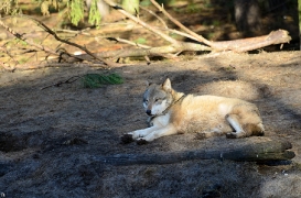 Wildpark Schorfheide