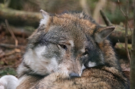 Wildpark Schorfheide