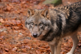 Wildpark Schwarze Berge