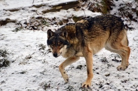 Springe1202BineG_Kojak-03