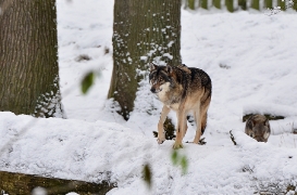 Springe1202BineG_Kojak-04