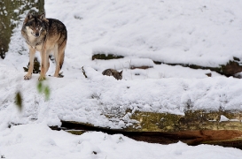 Springe1202BineG_Kojak-05