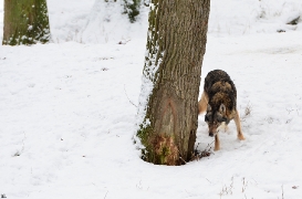Springe1202BineG_Kojak-08