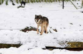 Springe1202BineG_Kojak-13