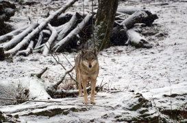 Springe1202BineG_Mara-01