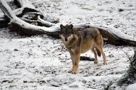 Springe1202BineG_Nestor-03