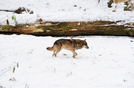 Springe1202BineG_Nestor-06