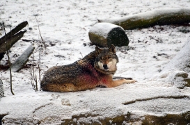 Springe1202BineG_Nikita-02