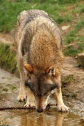 Springe1404Kati_Nestor-03