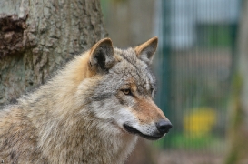 Verden1206BineG_Remo-06