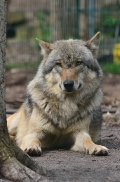 Verden1206BineG_Sirius-13