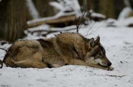 Verden1301BineG_Levi-12