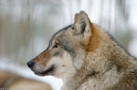 Verden1301BineG_Odin-04