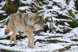 Verden1301BineG_Odin-08
