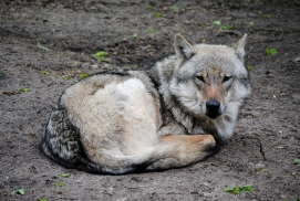 Wolfcenter Dörverden