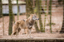 Eberswalde1703BineG_Wolf1-04