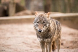 Eberswalde1703BineG_Wolf1-05