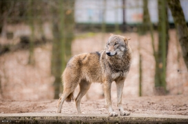Eberswalde1703BineG_Wolf1-08