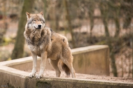 Eberswalde1703BineG_Wolf2-02